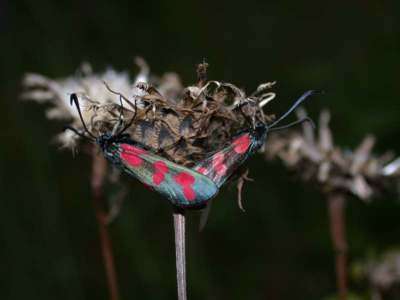 Zygaena filipendulae [Famille : Zygaenidea]