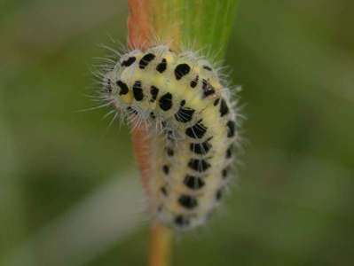 Zygaena filipendulae [Famille : Zygaenidea]