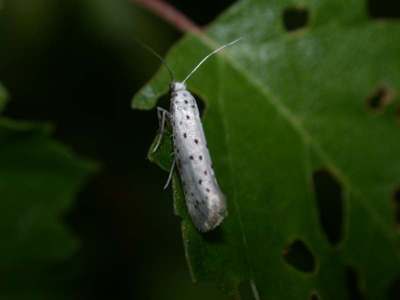  Yponomeuta padella [Famille : Yponomeutidae]