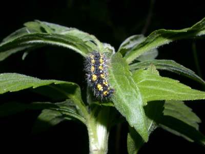 Callimorpha dominula [Famille : Arctiidaea]