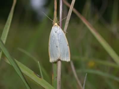 Cybosia mesomella [Famille : Arctiidaea]