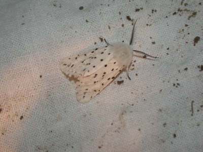 Spilosoma lubricipeda [Famille : Arctiidaea]