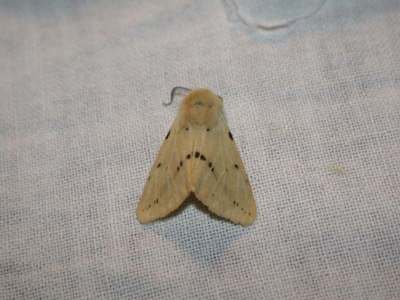 Spilosoma luteum [Famille : Arctiidaea]