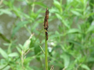 Tyria jacobaeae [Famille : Arctiidaea]