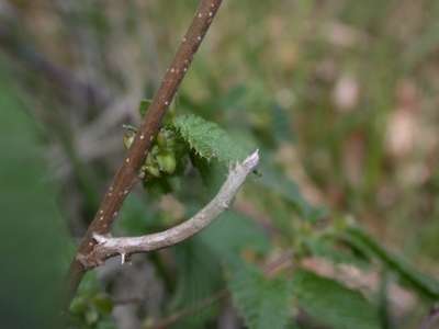 Angerona prunaria [Famille : Geometridae]