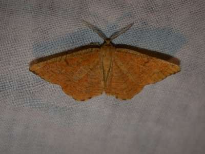 Angerona prunaria [Famille : Geometridae]