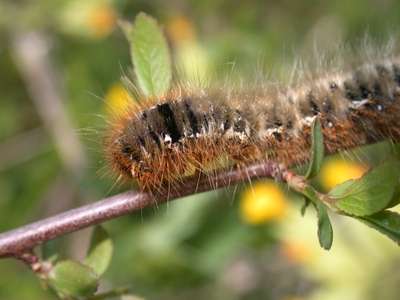 Lasiocampa quercus [Famille : Lasiocampidae]