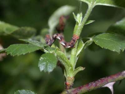 Erannis defoliaria [Famille : Geometridae]