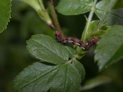 ravageur : Erannis defoliaria