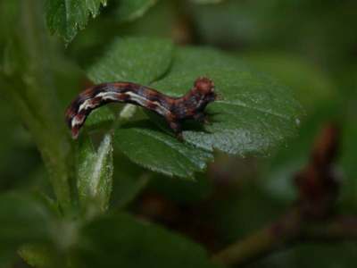 Erannis defoliaria [Famille : Geometridae]
