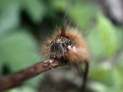 Euthrix potatoria [Famille : Lasiocampidae]