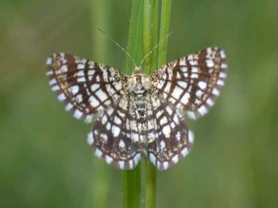 Semiothisa clathrata [Famille : Geometridae]