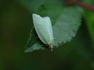 Tortrix viridana [Famille : Tortricidae]