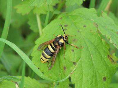 Sesia apiformis [Famille : Sesiidae]