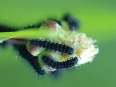 Pavonia pavonia [Famille : Saturniidae]