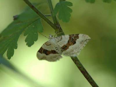 Xanthorhoe montanata [Famille : Geometridae]