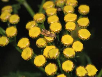 Dichrorampha petiverella [Famille : Tortricidae]