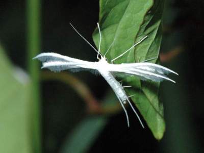 Pterophorus pentadactyla [Famille : Pterophoridae]