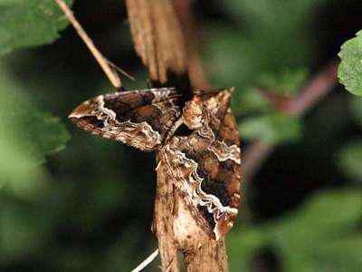 Eulithis prunata [Famille : Geometridae]