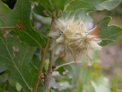 Acronicta aceris [Famille : Noctuidae]