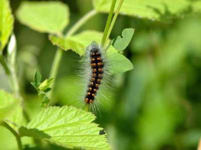 Acronicta auricoma [Famille : Noctuidae]