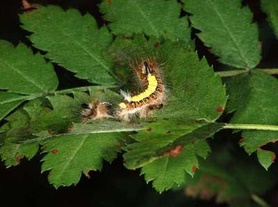 Acronicta psi [Famille : Noctuidae]