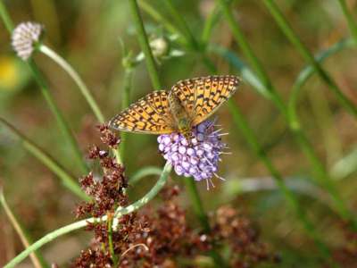 Clossania selene [Famille : Nymphalidae]