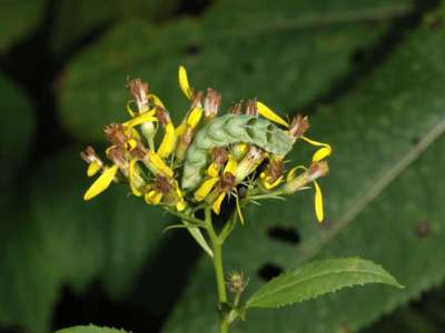 Melanchra persicariae [Famille : Noctuidae]