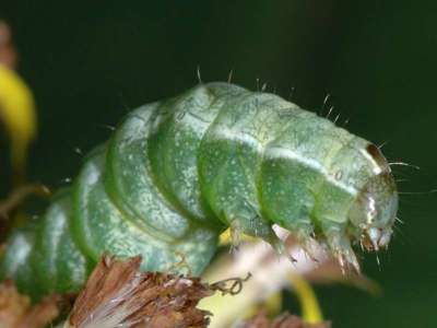 Melanchra persicariae [Famille : Noctuidae]