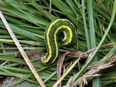 Ceramica pisi [Famille : Noctuidae]