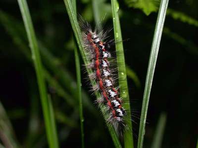 Euproctis similis [Famille : Lymantriidae]