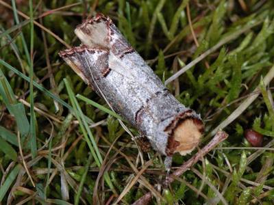 Phalera bucephala [Famille : Notodontidae]