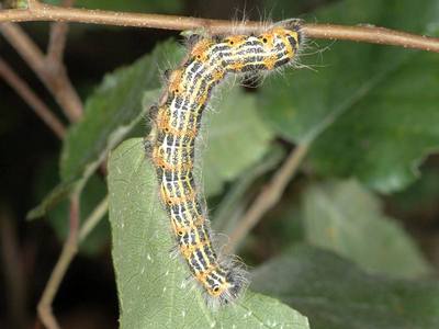 Phalera bucephala [Famille : Notodontidae]