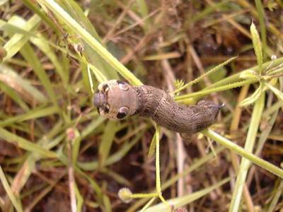 Deilephila elpenor [Famille : Sphingidea]