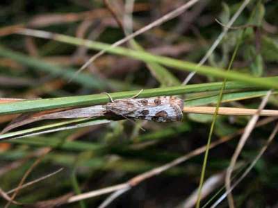 Nomophila noctuella [Famille : Pyralidae]