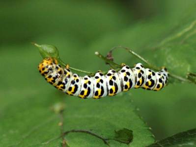 Cucullia scrophulariae [Famille : Noctuidae]