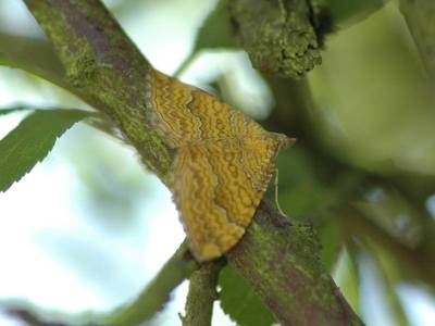 Camptogramma bilineata [Famille : Geometridae]