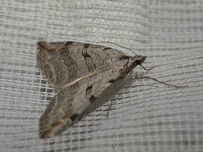 Aplocera plagiata [Famille : Geometridae]