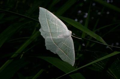  Campaea margaritata [Famille : Geometridae]