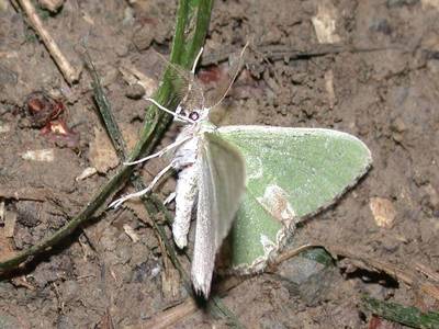 Comibaena bajularia [Famille : Geometridae]