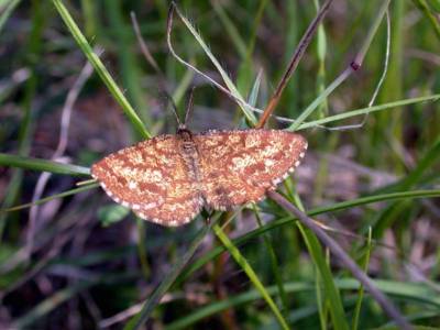 Ematurga atomaria [Famille : Geometridae]