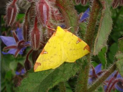 Opisthograptis luteolata [Famille : Geometridae]