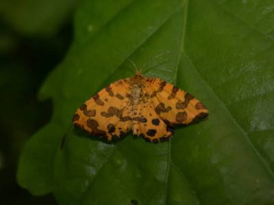 Pseudopanthera macularia [Famille : Geometridae]