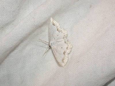 Scopula ornata [Famille : Geometridae]