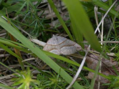 Scotopteryx mucronata [Famille : Geometridae]