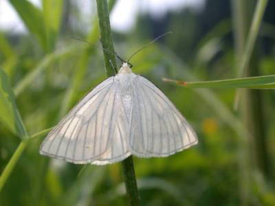 Siona lineata [Famille : Geometridae]