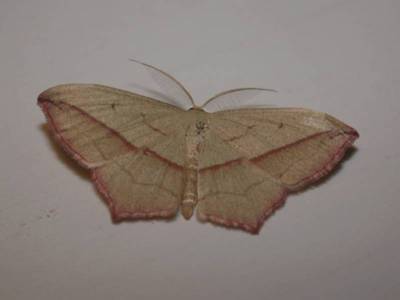 Timandra comae [Famille : Geometridae]