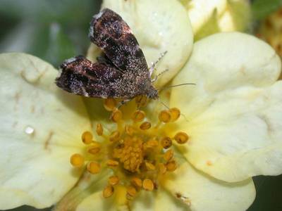 Anthophila fabriciana [Famille : Choreutidae]