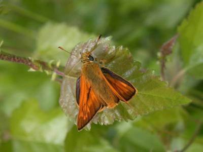 Ochlodes venatus [Famille : Hesperiidae]