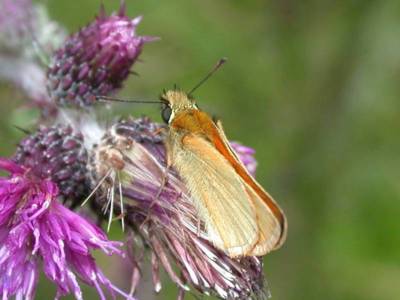  Thymelicus sylvestris [Famille : Hesperiidae]